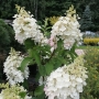 Hortenzija šluotelinė (Hydrangea paniculata) 'Candlelight'